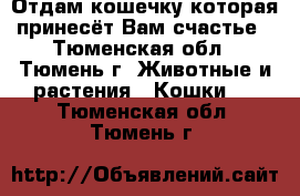 Отдам кошечку которая принесёт Вам счастье - Тюменская обл., Тюмень г. Животные и растения » Кошки   . Тюменская обл.,Тюмень г.